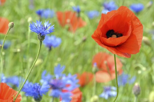 Corn poppy (Papaver rhoeas) and Cornflowers (Centaurea cyanus) in a corn field