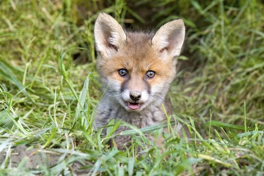 Young Red Fox (Vulpes vulpes), Thaur, Tyrol, Austria, Europe
