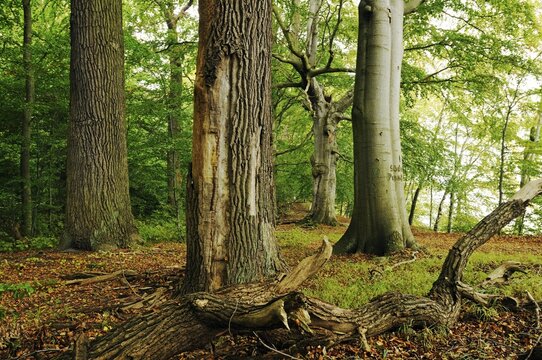 Century-old trees in the Naturschutzgebiet Insel Vilm nature reserve in the Biosphaerenreservat Suedost-Ruegen Biosphere Reserve South-East Ruegen, Ruegen Island, Mecklenburg-Western Pomerania, Germany, Europe