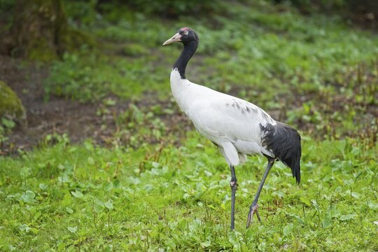 Black-necked Crane (Grus nigricollis), captive, Lower Saxony, Germany