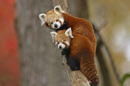 Red panda (Ailurus fulgens fulgens) Old animal with young on a tree trunk