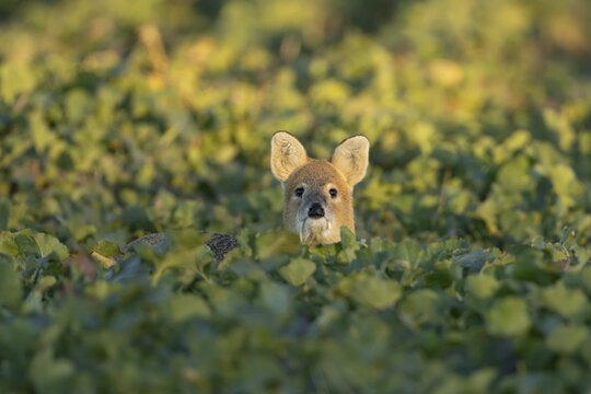 Chinese water deer (Hydropotes inermis) adult animal in an arable farm oilseed rape crop field, England, United Kingdom