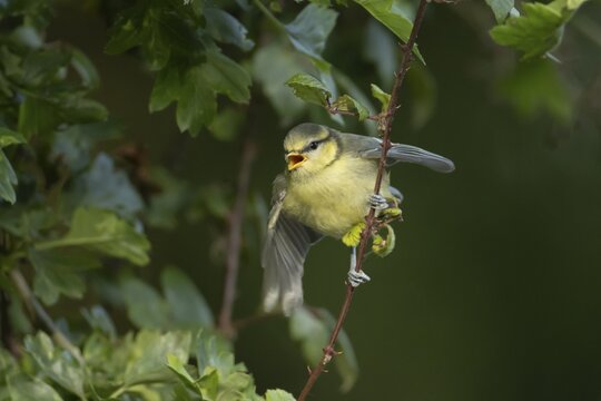 Blue tit (Cyanistes Caeruleus) juvenile bird calling in a hedgerow, England, United Kingdom