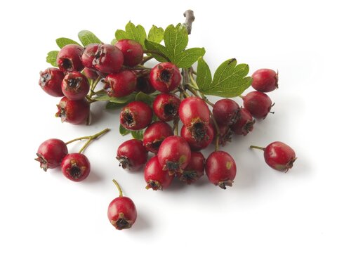 May-tree, whitethorn, or hawberry (Crataegus sp.), fresh berries and foliage on wooden planks against white background