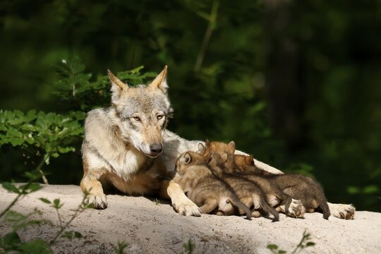 European gray wolf (Canis lupus) alpha wolf suckling pups, Germany