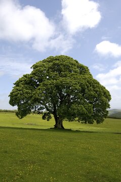 Maple tree South Devon England Grossbrittanien