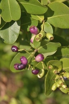 Waterberries (Syzygium cordatum), Kasanka National Park, Zambia