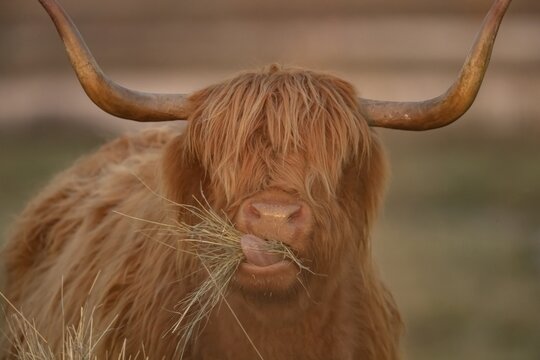 Highland cattle (Bos taurus) adult animal eating grass, Lincolnshire, England, United Kingdom