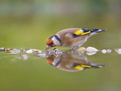 Goldfinch, european goldfinch (Carduelis carduelis) drinking in shallow water, mirror image, Solms, Hesse, Germany