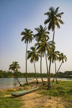 Palm trees and dugout, river near the ocean, south of Buchanan, Liberia