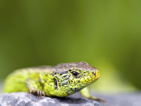 Sand lizard (Lacerta agilis), male, Wetzlar, Hesse, Germany