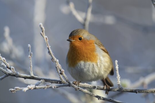 European robin (Erithacus rubecula) adult bird on a frost covered tree branch, Suffolk, England, United Kingdom