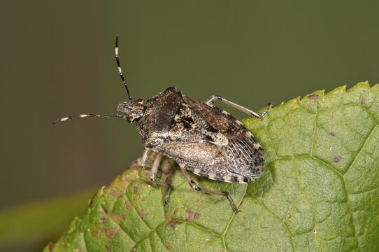 Grey Stink Bug (Rhapigaster nebulosa), developed insect, Baden-W&uuml;rttemberg, Germany