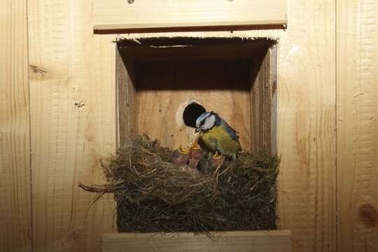 Blue tit (Parus caeruleus) feeds young birds in a nest in a nesting box, brood 6 days old, Bavaria, Germany