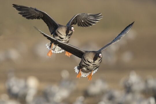 01_ (Anser albifrons) in flight, migratory bird, V&auml;sterg&ouml;tland, Sweden
