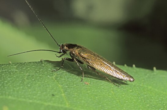 Dusky cockroach (Ectobius lapponicus)