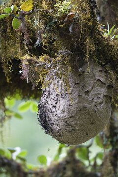 Wasps' nest in rainforest, Cerro de la muerte, Costa Rica, Central America