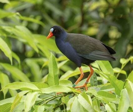 Allen's gallinule (Porphyrio alleni), male, occurring in sub-Saharan Africa, captive, Germany