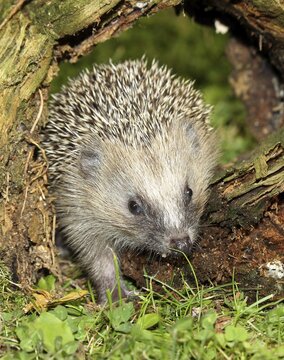 Brown-chested hedgehog (Erinaceidae) 4-week-old juvenile emerges from hollow tree trunk, Allg&auml;u, Bavaria, Germany