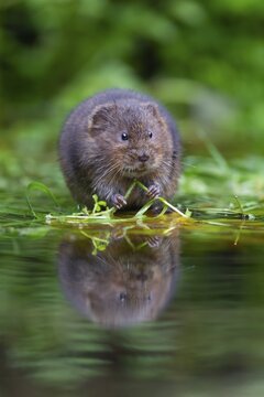 Water vole (Arvicola amphibius) adult animal feeding on floating pond plants, Kent, England, United Kingdom