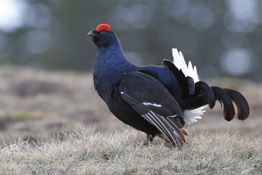 Black Grouse or Blackgame (Lyrurus tetrix or Tetrao tetrix), Ladiz-Alm, Karwendel Range, Tyrol, Austria, Europe