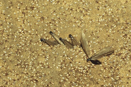 Termites (Isoptera) swarming, rainforest, South India, Asia