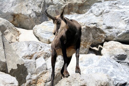 Chamois (Rupicapra Rupicapra), Alpine Zoo Innsbruck, Tyrol, Austria, Europe