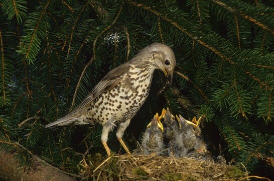 Mistle Thrush, Turdus viscivorus, feeding nestlings