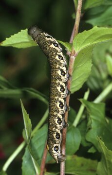 Willowherb Hawkmoth caterpillar (Proserpinus proserpina) feeding on a Broad-leaved Willowherb (Epilobium montanum)