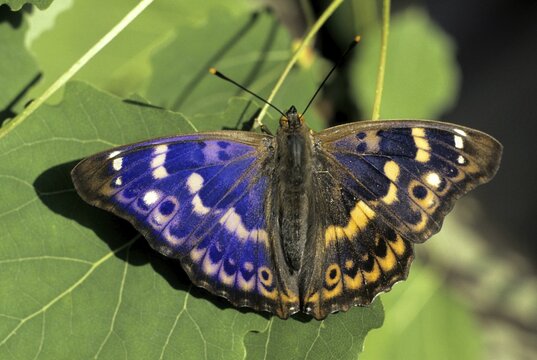 Lesser Purple Emperor, Apatura ilia