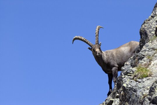 Male Alpine Ibex (Capra ibex), Hohe Geige, Pitztal, Tyrol, Austria, Europe