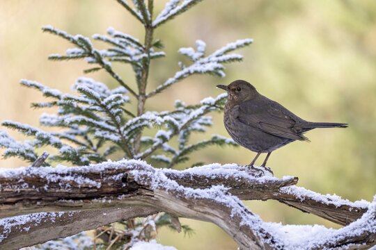 Blackbird (Turdus merula), female, sitting on a branch, Terfens, Tyrol, Austria