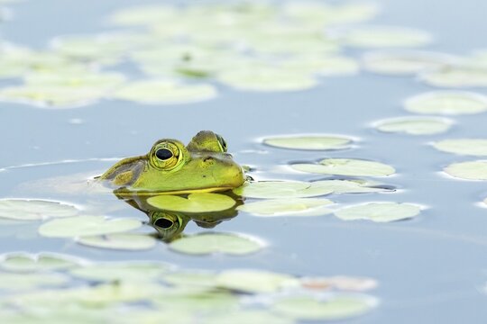 Bull frog. Lithobates catesbeianus, . Bull frog floating on a lake and warming up at the sun. La Mauricie national park. Province of Quebec. Canada