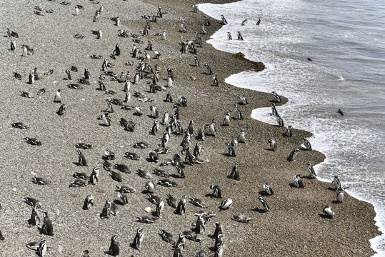 Magellanic penguins (Spheniscus magellanicus), Penguin colony Punta Tombo near Pininsula Valdez, Patagonia, East Coast, Atlantic Ocean, Argentina