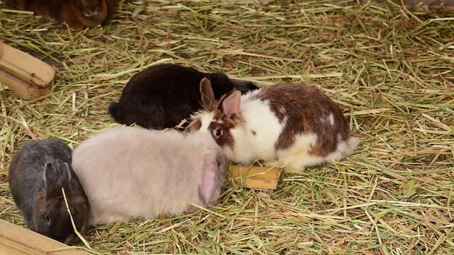 group of rabbits in the hay on the farm