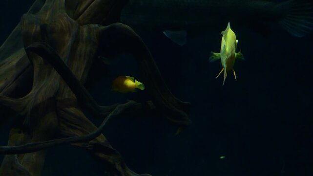 Close-up of a yellow discus fish.