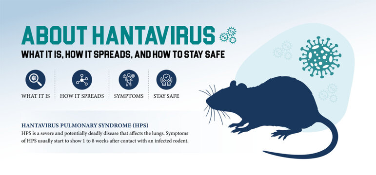 Hantavirus Disease (Hantaviruses) &ndash; Rodent-Borne Viral Infection, Symptoms, Prevention & Public Health Risk