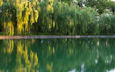 A line of Weeping willow trees by the canal during the golden hour. © Tanes