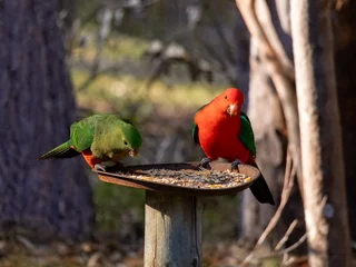 Eastern Rosella Parrots Feeding in Batemans Bay, Australia © Dario Bajurin