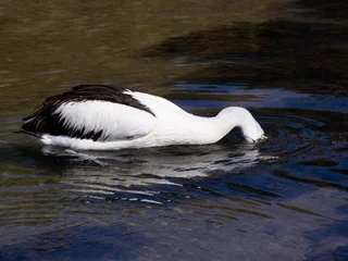 Pelican Fishing in Batemans Bay, Australia © Dario Bajurin