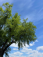 Fototapeta premium Tree lush green foliage against blue sky with white clouds vertical.