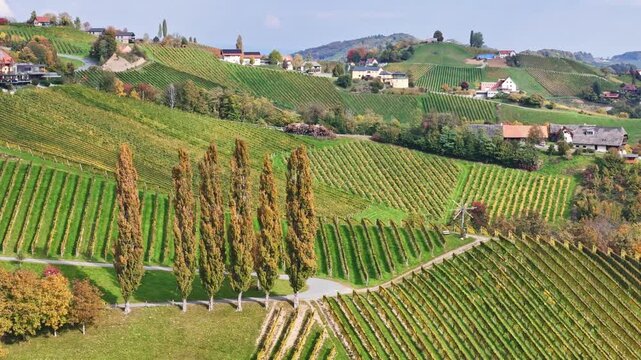 Aerial view of Sudsteiermark vineyards with tall poplar trees and rural houses nestled among rolling hills in autumn light, Gamlitz, Styria, Austria.