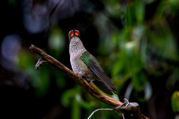 Colibrí pequeño © jonathan