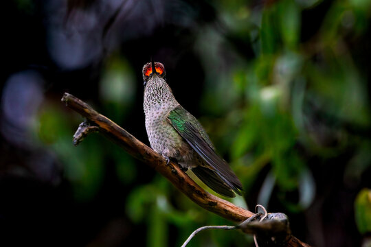 Colibr&iacute; peque&ntilde;o