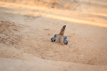 Common Hoopoe Sunbathing on Sandy Ground © Bossa Art