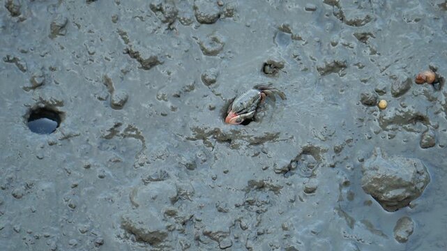 Fiddler Crab Moving Beside a Mudflat Burrow