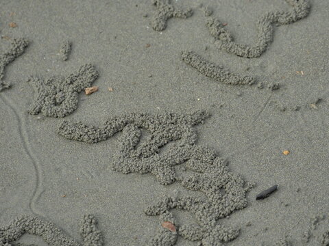 Sand Pellet Patterns on Intertidal Flat