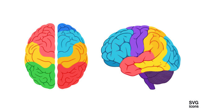 Brain Lobes Diagram: Top View and Side View, Colorful Medical Illustration