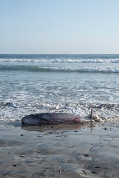 Pygmy sperm whale stranded on Oceanside beach in California