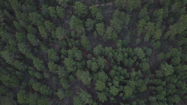 Aerial view of a dense pine forest and deforested area in Portugal.